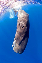Young Sperm whale (Physeter macrocephalus) with erect penis Dominica, Caribbean Sea, Atlantic Ocean. Vulnerable species.