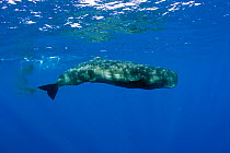 Sperm whale (Physeter macrocephalus) Dominica, Caribbean Sea, Atlantic Ocean. Vulnerable species.