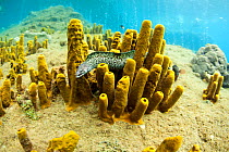 Spotted moray eel (Gymnothorax moringa) inside Yellow tube sponges (Aplysina fistularis) Dominica, Caribbean Sea, Atlantic Ocean.
