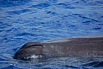 Sperm whale (Physeter macrocephalus) blowhole, Dominica, Caribbean Sea, Atlantic Ocean. Vulnerable species.