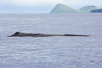 Sperm whale (Physeter macrocephalus) surfacing, Dominica, Caribbean Sea, Atlantic Ocean. Vulnerable species.