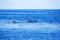 Two Short-finned Pilot Whales (Globicephala melaena) surfacing showing dorsal fin, Dominica, Caribbean Sea, Atlantic Ocean.