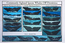 Sperm whale (Physeter macrocephalus) identification chart showing the tails of the different individuals, Dominica, Caribbean Sea, Atlantic Ocean..
