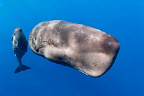 Mother with young calf Sperm whale (Physeter macrocephalus) Dominica, Caribbean Sea, Atlantic Ocean.