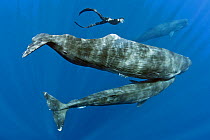 Freediver swimming with mother and calf Sperm whale (Physeter macrocephalus) Dominica, Caribbean Sea, Atlantic Ocean. Vulnerable species.
