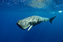 Sperm whale (Physeter macrocephalus) opening the mouth Dominica, Caribbean Sea, Atlantic Ocean. Vulnerable species.