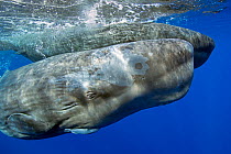 Sperm whales (Physeter macrocephalus)  with remora, Dominica, Caribbean Sea, Atlantic Ocean. Vulnerable species.