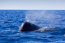 Head of Sperm whale (Physeter macrocephalus) surfacing, Dominica, Caribbean Sea, Atlantic Ocean. Vulnerable species.