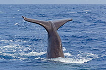 Tail of Sperm whale (Physeter macrocephalus) Dominica, Caribbean Sea, Atlantic Ocean. Vulnerable species..Photo taken under permit nRP 13/365 W-03.