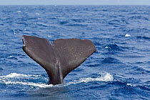 Tail of Sperm whale (Physeter macrocephalus) Dominica, Caribbean Sea, Atlantic Ocean. Vulnerable species.