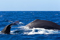 Sperm whales (Physeter macrocephalus) surfacing showing tail and dorsal fin, Dominica, Caribbean Sea, Atlantic Ocean. Vulnerable species.