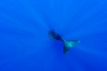 Tail of Sperm whale (Physeter macrocephalus) diving. Dominica, Caribbean Sea, Atlantic Ocean. Vulnerable species.