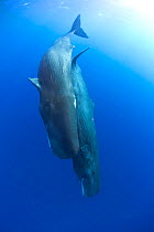 Two Sperm whales (Physeter macrocephalus) diving, Dominica, Caribbean Sea, Atlantic Ocean. Vulnerable species.