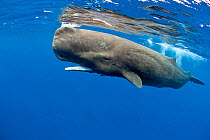 Sperm whale (Physeter macrocephalus) at surface, Dominica, Caribbean Sea, Atlantic Ocean. Vulnerable species.