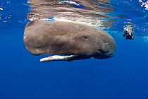 Underwater photographer and Sperm whale (Physeter macrocephalus) Dominica, Caribbean Sea, Atlantic Ocean. Vulnerable species.