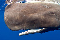 Portrait of Sperm whale (Physeter macrocephalus) Dominica, Caribbean Sea, Atlantic Ocean. Vulnerable species.