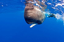 Underwater photographer and Sperm whale (Physeter macrocephalus) Dominica, Caribbean Sea, Atlantic Ocean. Vulnerable species.