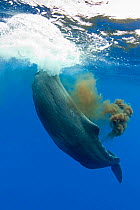 Sperm whale (Physeter macrocephalus) defecating. Dominica, Caribbean Sea, Atlantic Ocean. Vulnerable species.