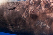 Close up of eyes of Sperm whale (Physeter macrocephalus) Dominica, Caribbean Sea, Atlantic Ocean. Vulnerable species.