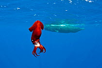 Squid (probably brought to surface by Sperm whale) and Sperm whale (Physeter macrocephalus) Dominica, Caribbean Sea, Atlantic Ocean. Vulnerable species.