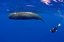 Freediver and Sperm whale (Physeter macrocephalus) Dominica, Caribbean Sea, Atlantic Ocean. Vulnerable species.