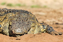 Nile crocodile (Crocodylus niloticus) basking in sun, Masai Mara Game Reserve, Kenya, October.