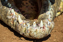 Nile crocodile (Crocodylus niloticus) close-up of open mouth, Masai Mara Game Reserve, Kenya, October.