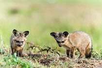 Bat-eared fox (Otocyon megalotis) pups near den, Masai Mara Game Reserve, Kenya, November.