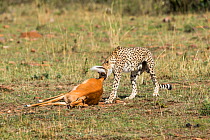 Cheetah (Acinonyx jubatus) female carrying impala, Masai Mara Game Reserve, Kenya, September.