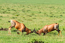 RF- Topi (Damaliscus korrigum) males fighting, Masai Mara Game Reserve, Kenya, October. (This image may be licensed either as rights managed or royalty free.)