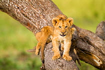 Lion (Panthera leo) cubs playing on dead tree, Masai Mara Game Reserve, Kenya, September.
