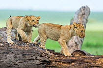 Lion (Panthera leo) cubs playing on dead tree, Masai Mara Game Reserve, Kenya, October.