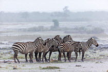 Grant's zebra (Equus quagga boehmi) group in storm, Masai Mara Game Reserve, Kenya, September.