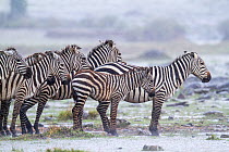 Grant's zebra (Equus quagga boehmi) group in storm, Masai Mara Game Reserve, Kenya, September.