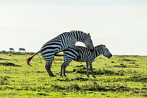 Grant's zebra (Equus quagga boehmi) mating, Masai Mara Game Reserve, Kenya, October.