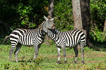 Grant's zebra (Equus quagga boehmi) males fighting, Masai Mara Game Reserve, Kenya, November.