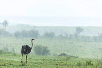 Ostrich (Struthio camelus) female in storm, Masai Mara Game Reserve, Kenya, October,