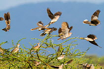Mourning collared dove (Streptopelia decipiens) and red eyed dove (Streptopelia semitorquata), lake Magadi, Kenya, September.