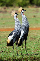 Crowned crane (Balearica regulorum gibbericeps) pair displaying, Masai Mara Game Reserve, Kenya, September. Endangered.