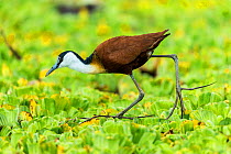 RF- African jacana (Actophilornis africanus) walking on water lettuces, Masai Mara Game Reserve, Kenya, September. (This image may be licensed either as rights managed or royalty free.)