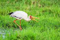 Tantale ibis (Mycteria ibis) fishing, Masai Mara Game Reserve, Kenya, October.