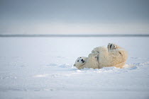 Polar bear (Ursus maritimus) young bear rolling around in the snow, on newly formed pack ice during autumn freeze up, Beaufort Sea, off Arctic coast, Alaska