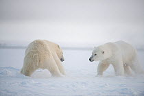 Polar bear (Ursus maritimus) two adults  size each other up during autumn freeze up, Beaufort Sea, off Arctic coast, Alaska
