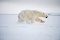 Polar bear (Ursus maritimus) sow running over newly formed pack ice during autumn freeze up, Beaufort Sea, off Arctic coast, Alaska