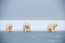 Polar bear (Ursus maritimus) mother with two juveniles walking over newly forming pack ice during autumn freeze up, Beaufort Sea, off Arctic coast, Alaska