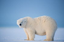 Polar bear (Ursus maritimus) sow profile, on newly formed pack ice during autumn freeze up, Beaufort Sea, off Arctic coast, Alaska