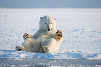 Polar bear (Ursus maritimus) young bear rolling around in snow, on newly formed pack ice during autumn freeze up, Beaufort Sea, off Arctic coast, Alaska