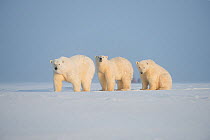 Polar bear (Ursus maritimus) mother with two juveniles, walking on newly formed pack ice during autumn freeze up, Beaufort Sea, off Arctic coast, Alaska