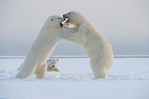 Polar bear (Ursus maritimus) mother resting as her juveniles play fight on newly forming pack ice during autumn freeze up, Beaufort Sea, off Arctic coast, Alaska