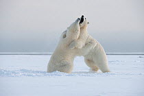 Polar bear (Ursus maritimus) two juveniles play fight on newly forming pack ice during autumn freeze up, Beaufort Sea, off Arctic coast, Alaska